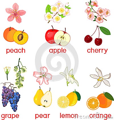 Set of different fresh fruits and their flowers Vector Illustration